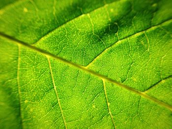 Full frame shot of leaf