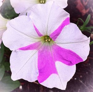 Close-up of pink flower blooming outdoors