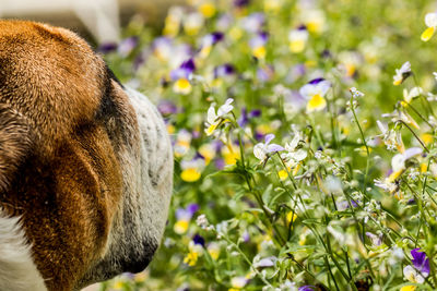 Close-up of horse
