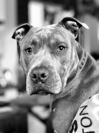 Close-up portrait of dog at home