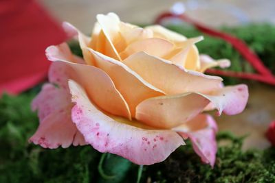 Close-up of pink rose