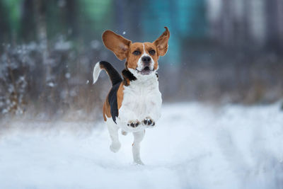 Portrait of dog running in snow