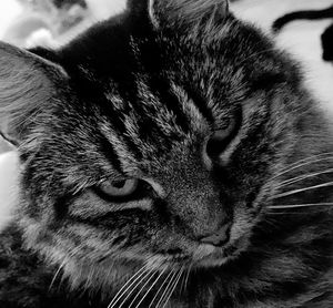 Close-up portrait of cat