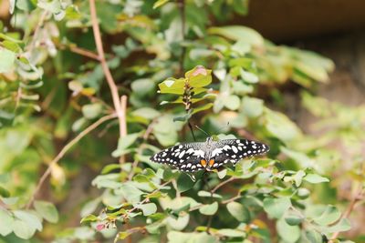 Close-up of butterfly on plant