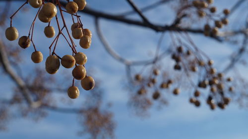 Low angle view of fruits hanging on tree against sky