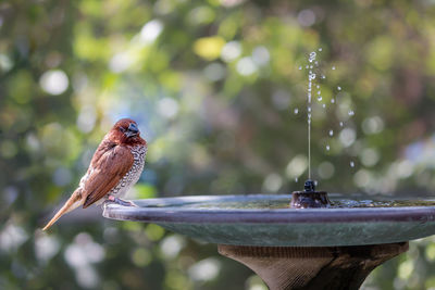 Close-up of bird perching on feeder