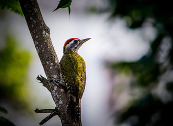 Close-up of a bird perching on a branch