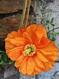 Close-up of orange flowers