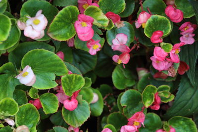 High angle view of pink flowering plants