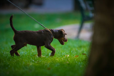 Side view of a dog on field