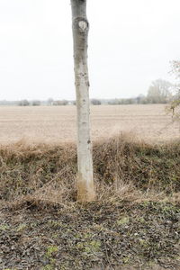 Scenic view of field against clear sky