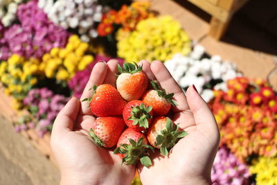 Hands holding fresh strawberries