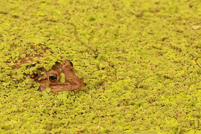 High angle view of frog on field