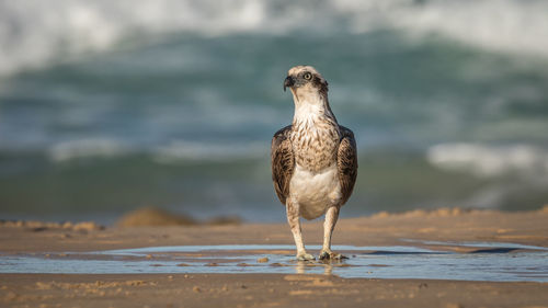 Seagull perching on a beach