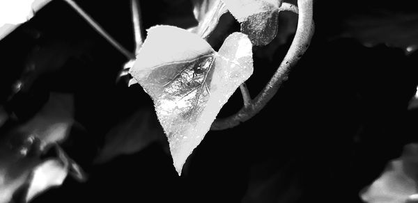 Close-up of raindrops on plant