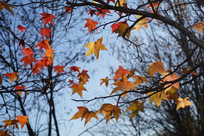 Low angle view of maple leaves on tree