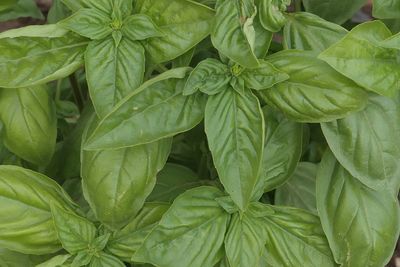 Full frame shot of herbs growing in farm