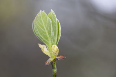Close-up of plant growing outdoors
