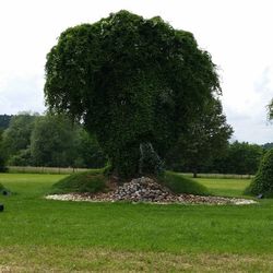 Trees on grassy field