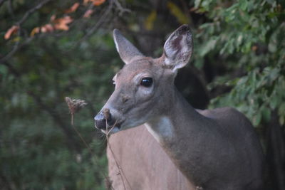 Close-up portrait of deer