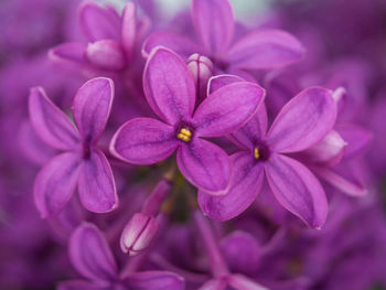 Elder known as elderberry, black elder, flowers in violet color. macro, botany. 