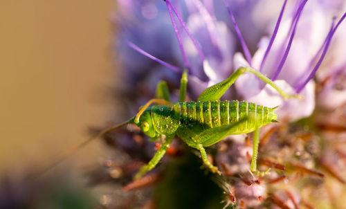 Close-up of insect on leaf