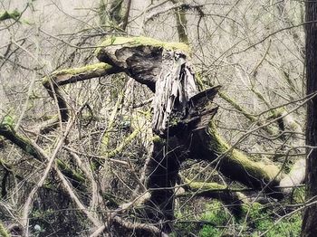 Bare trees in forest