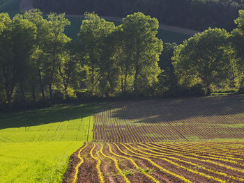 Scenic view of field against trees