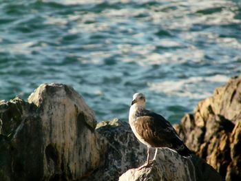 Close-up of bird perching on shore