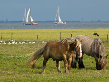 Horses on juist