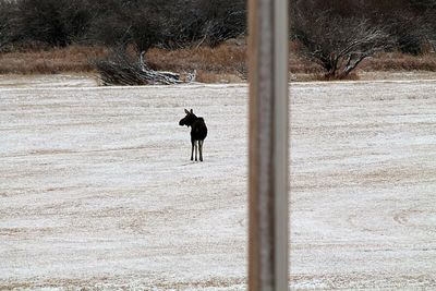 Moose standing in a field