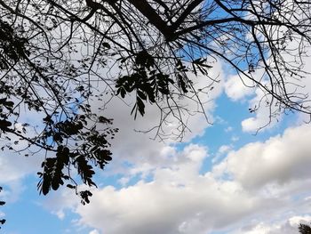 Low angle view of silhouette trees against blue sky