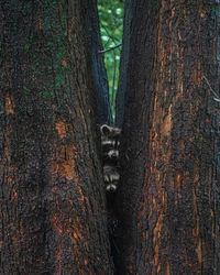 Close-up of heart shape on tree trunk in forest