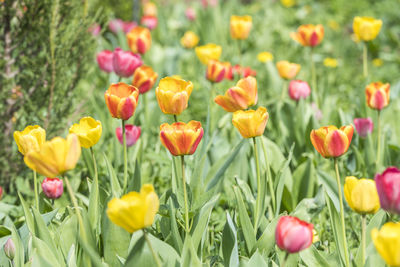 Close-up of yellow tulips in field