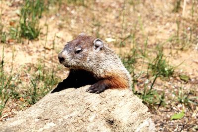 Close-up of meerkat