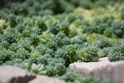 Close-up of plants