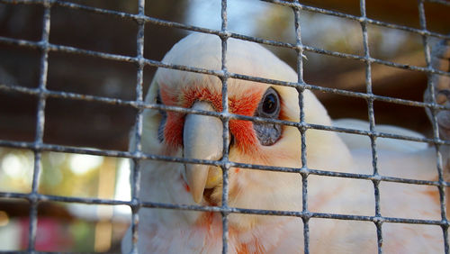 Close-up of bird in cage