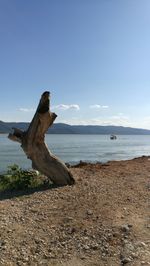 Driftwood on beach against sky