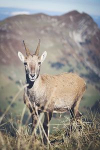 Portrait of goat against view of dent de lys mountain