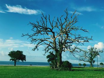 Tree on field against sky