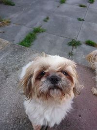 Portrait of dog on footpath in city