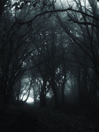 Trees in forest against sky