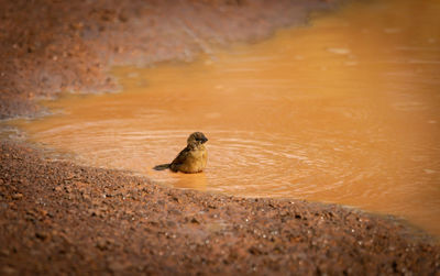View of bird on beach