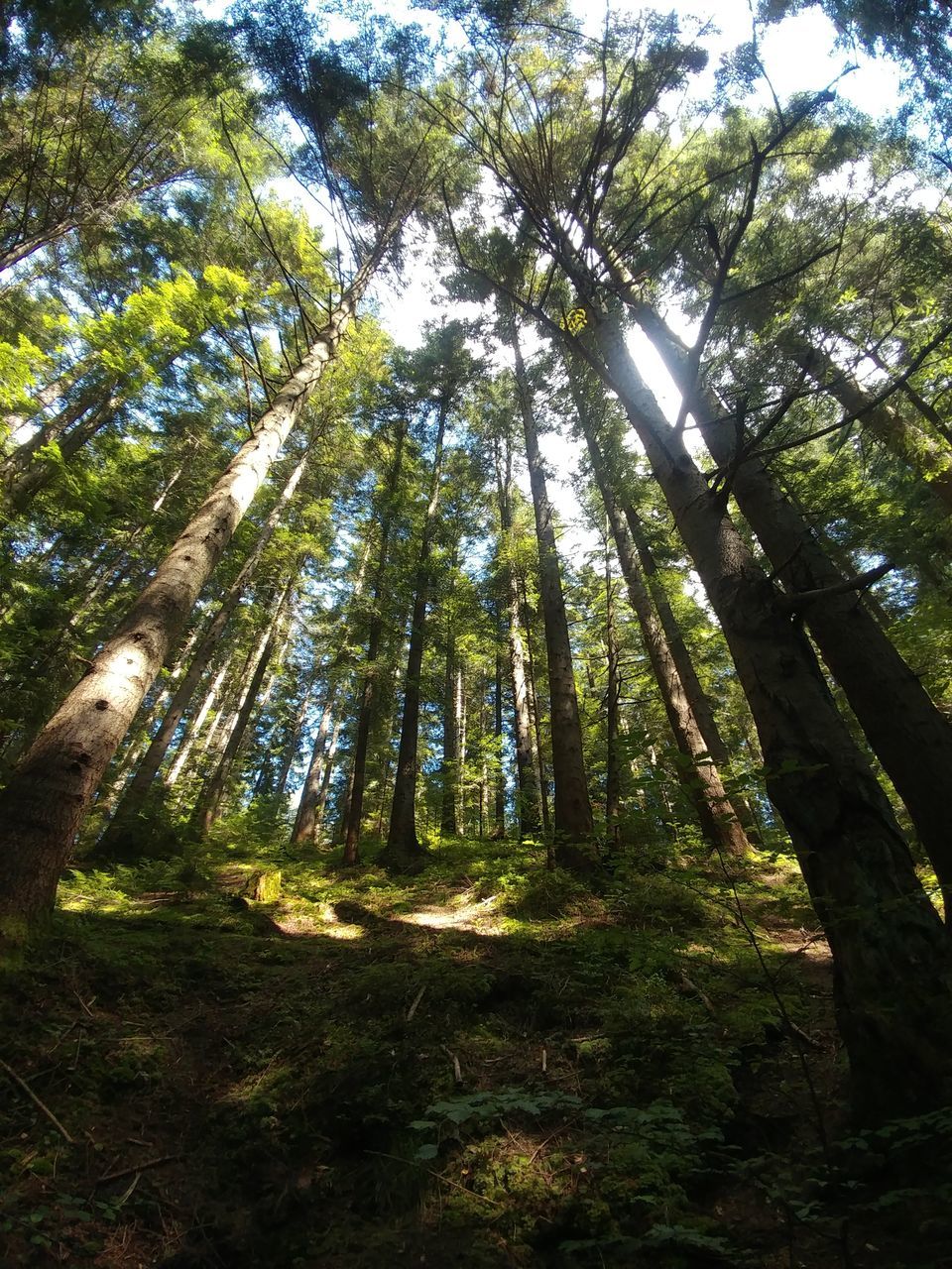 tree, plant, forest, land, beauty in nature, nature, day, growth, tranquility, woodland, no people, sunlight, low angle view, trunk, tree trunk, scenics - nature, outdoors, sky, tranquil scene, non-urban scene, tree canopy, streaming, pine woodland