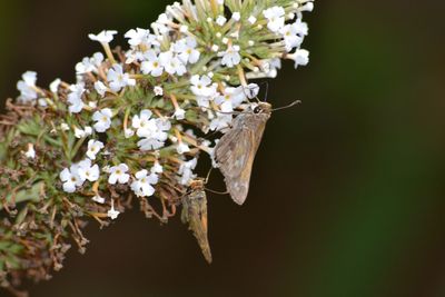 Close-up of white flowers on tree