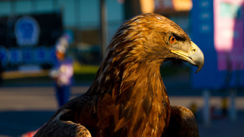 Close-up of hawk