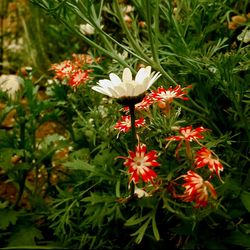 Close-up of red flowers