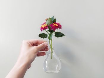 Close-up of hand holding flower vase against white background