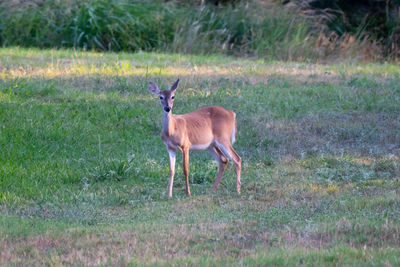 Side view of deer standing on field