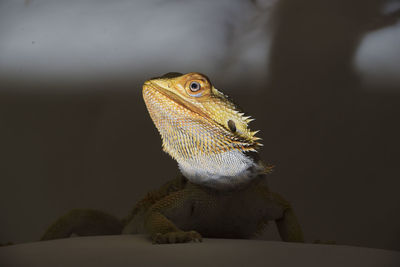 Agamidae a species of iguana lizards, also called dragon lizards